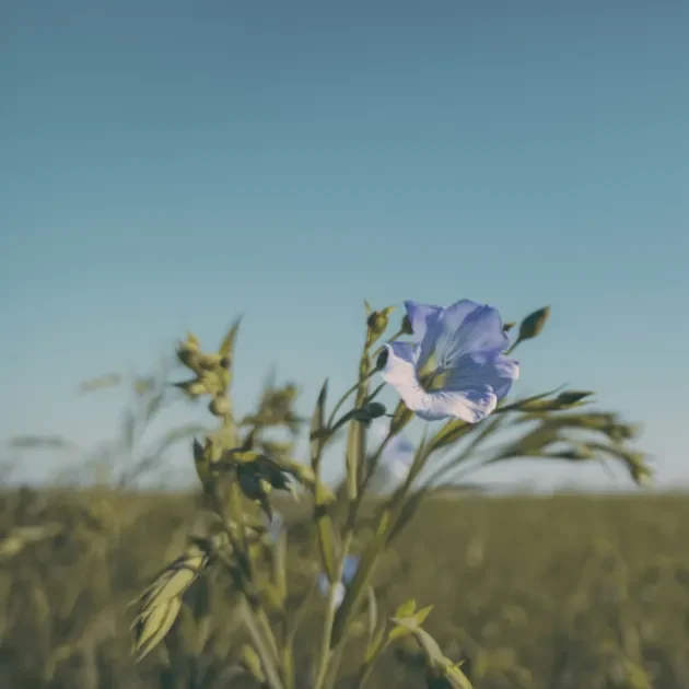 Des fleurs de lin dans un champ