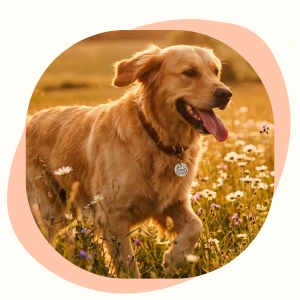 Medaléa labrador avec médaille fabriquée en France Medaléa