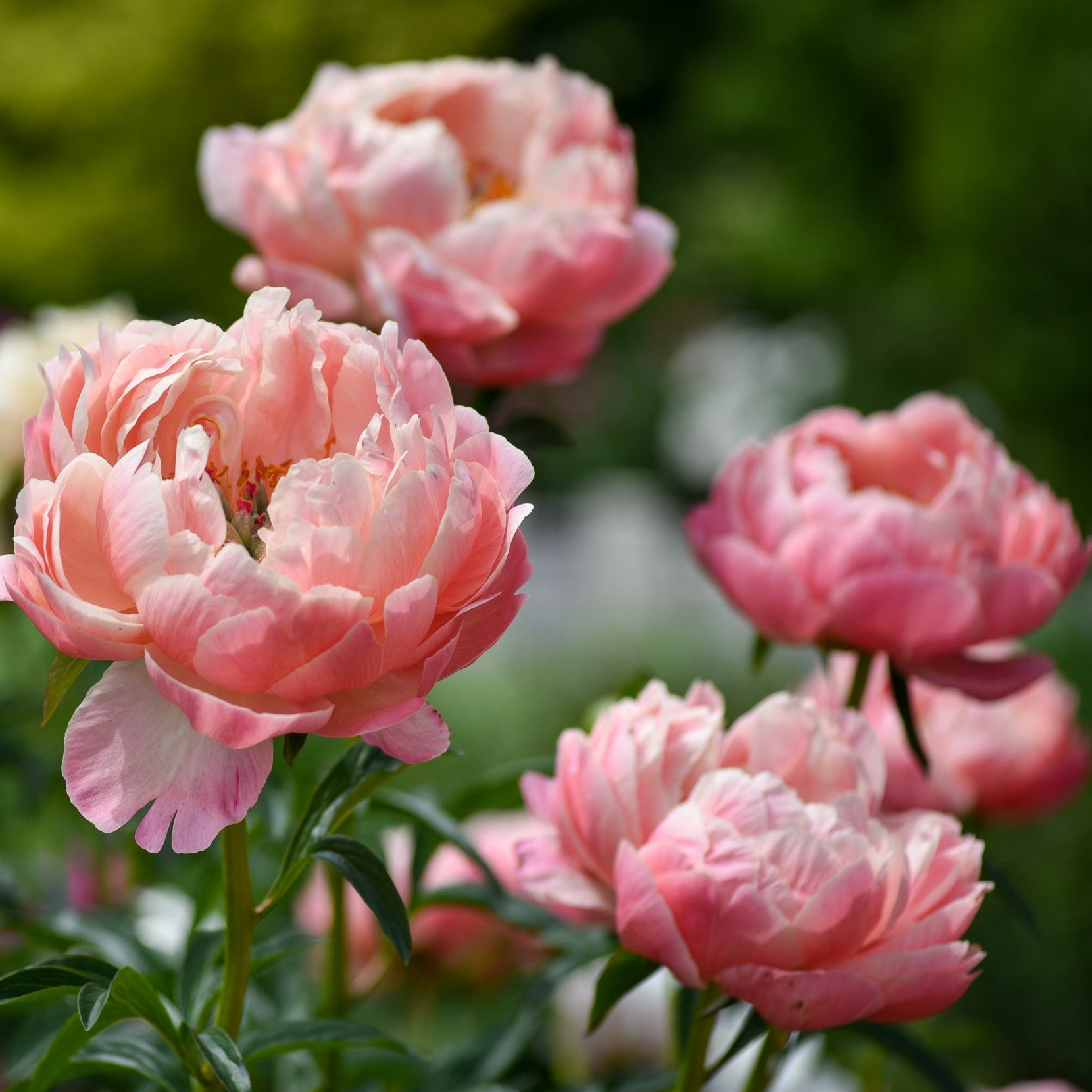 Des pivoines de couleur rose