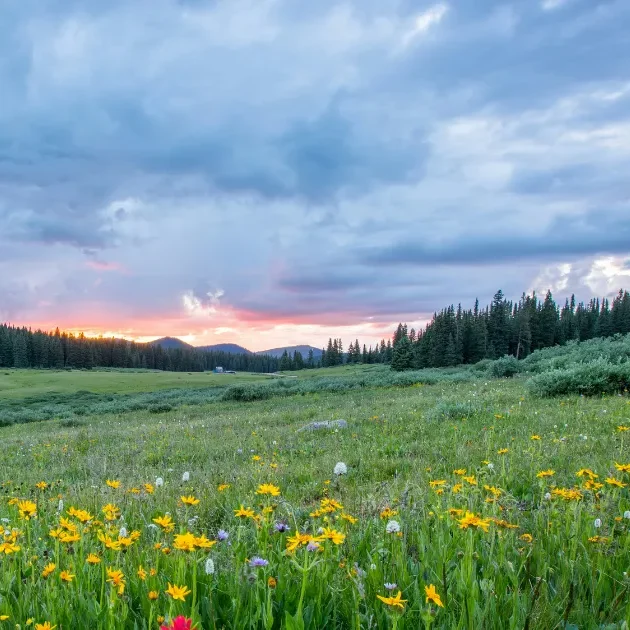 Un coucher de soleil dans un champ
