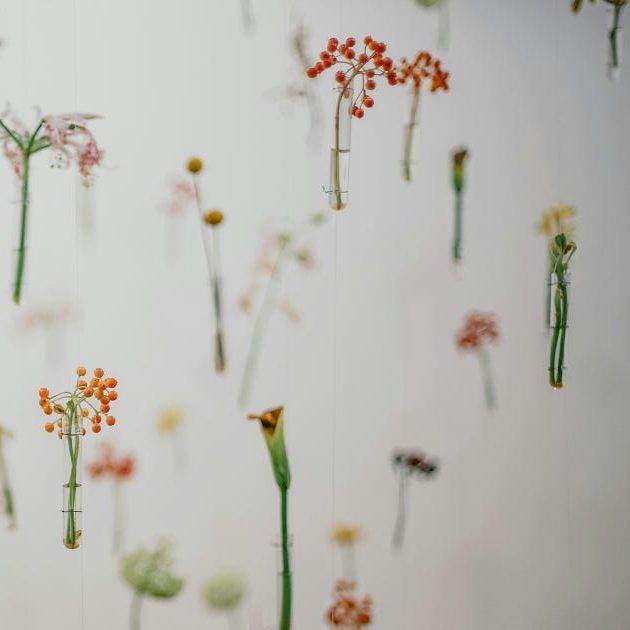 Des fleurs sur fond blanc